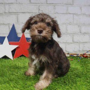 Mini Schnauzer – 837