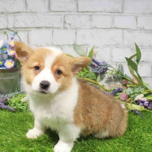 Pembroke Welsh Corgi – 847