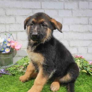 German Shepherd – 849