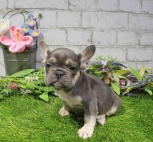 Waggles French Bulldog puppy available