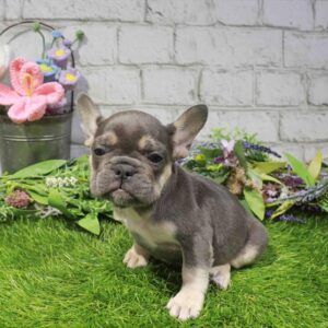 French Bulldog – 855