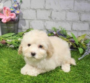 Waggles Maltipoo puppy available
