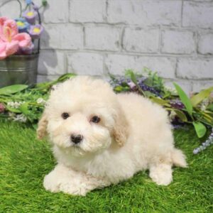 Maltipoo – 856