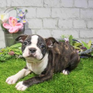 Boston Terrier - 857
