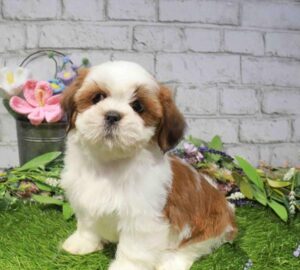 Waggles Lhasa Apso puppy available