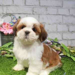Lhasa Apso – 859