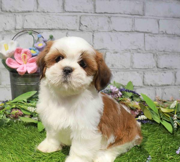 Mochi, Lhasa Apso, Image 1