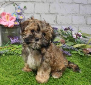 Waggles Morkie puppy available