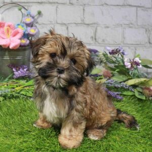 Morkie – 860