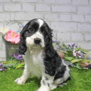 Cocker Spaniel – 863