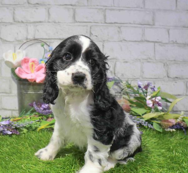 Ivy, Cocker Spaniel, Image 1