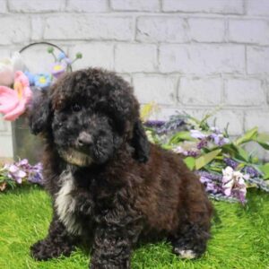 Poodle – 869