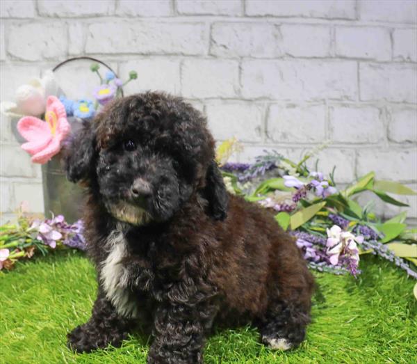 Ren, Poodle, Image 1