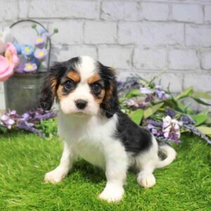 Cavalier King Charles Spaniel - 871