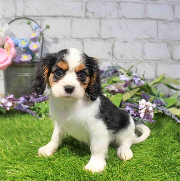 Lily, Cavalier King Charles Spaniel, Image 1