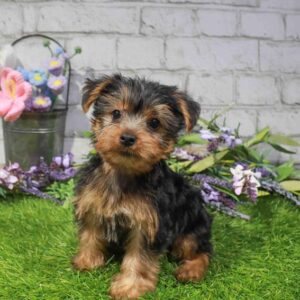 Yorkie – 872
