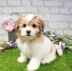 Waggles Teddy Bear puppy available