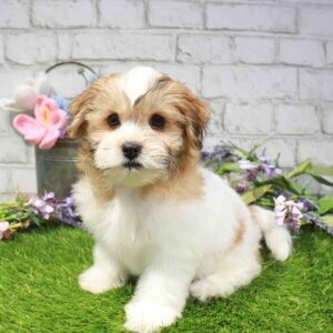Teddy Bear – 874