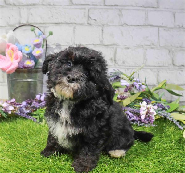 Maven, Mini Bernedoodle, Image 1