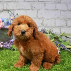 Mini Goldendoodle – 882