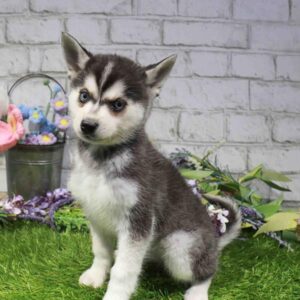 Alaskan Klee Kai - 883