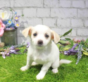 Waggles Chihuahua puppy available