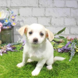 Chihuahua – 884
