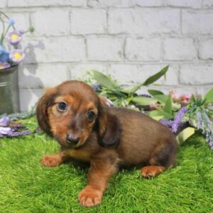 Dachshund – 885