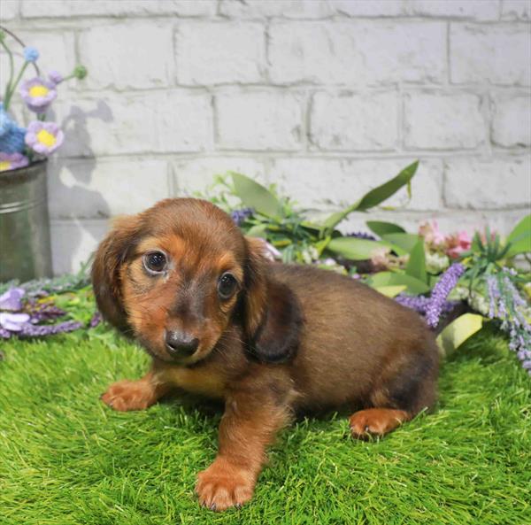 Brownie, Dachshund, Image 1