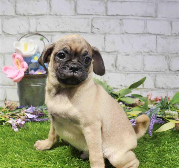 Chester, Puggle, Image 1