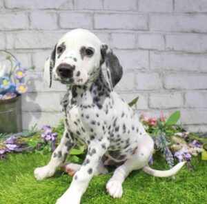 Waggles Dalmatian puppy available