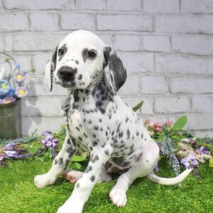 Dalmatian – 888