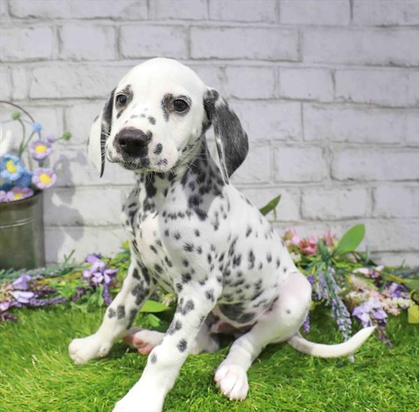 Pongo, Dalmatian, Image 1
