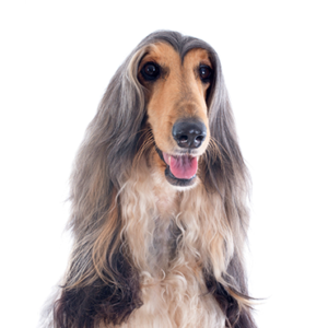 Waggles Afghan Hound