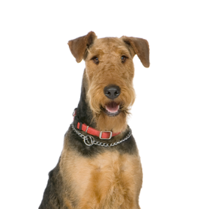 Waggles Airedale Terrier
