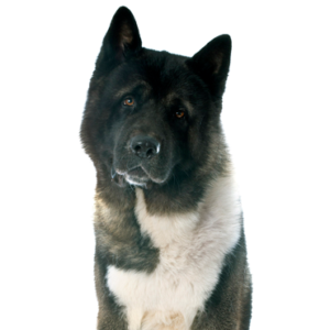 Waggles Akita