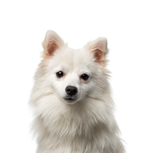 Waggles American Eskimo