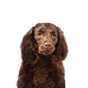 Waggles American Water Spaniel