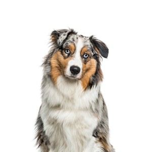 Waggles Australian Shepherd