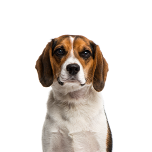 Waggles Beagle