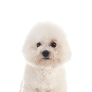 Waggles Bichon Frise