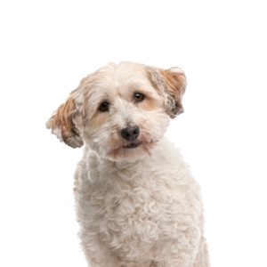 Waggles Bichon Poo