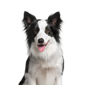 Waggles Border Collie
