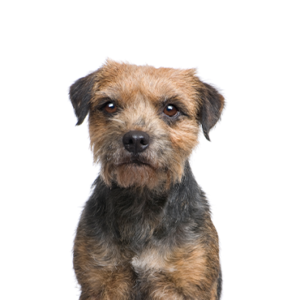 Waggles Border Terrier