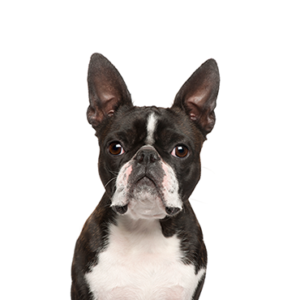 Waggles Boston Terrier