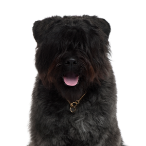 Waggles Bouvier des Flandres