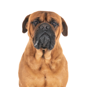 Waggles Bullmastiff