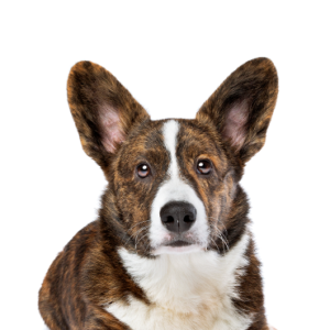 Waggles Cardigan Welsh Corgi