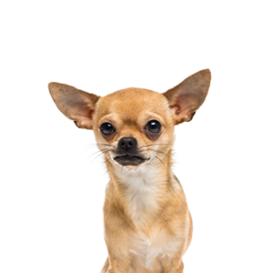 Waggles Chihuahua