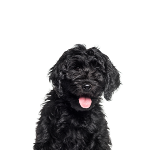 Waggles Cockapoo